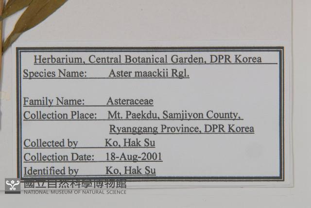 圓苞紫菀藏品圖，第2張