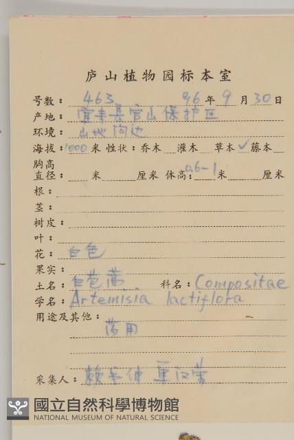 角菜、珍珠菜藏品圖，第2張