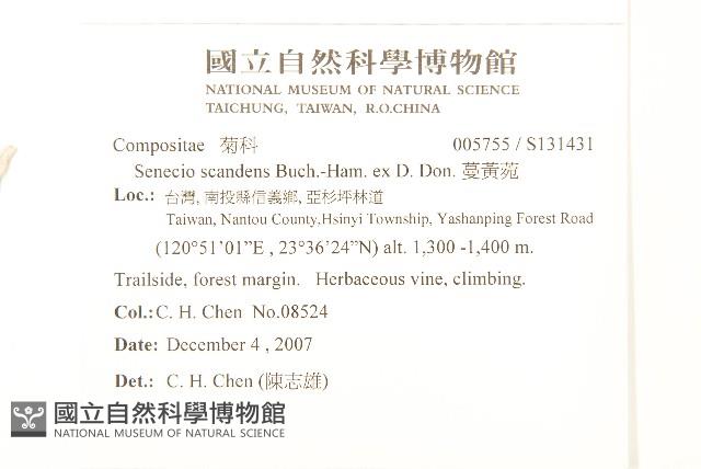 蔓黃菀藏品圖，第2張