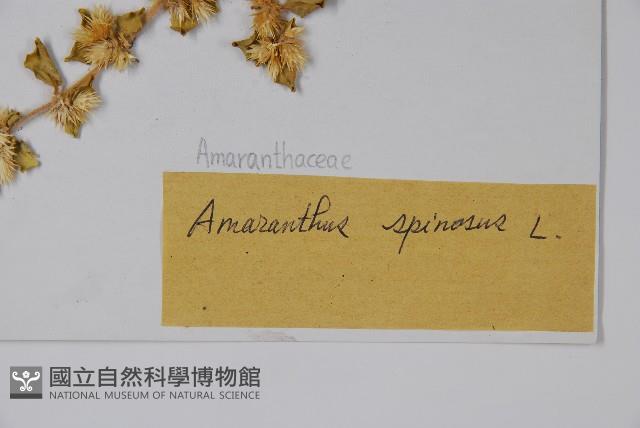 刺莧藏品圖，第2張