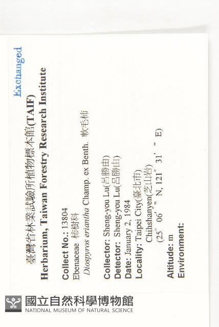 軟毛柿藏品圖，第2張