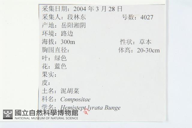 泥胡菜藏品圖，第2張