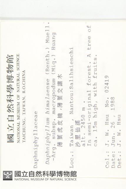 薄葉虎皮楠藏品圖，第2張