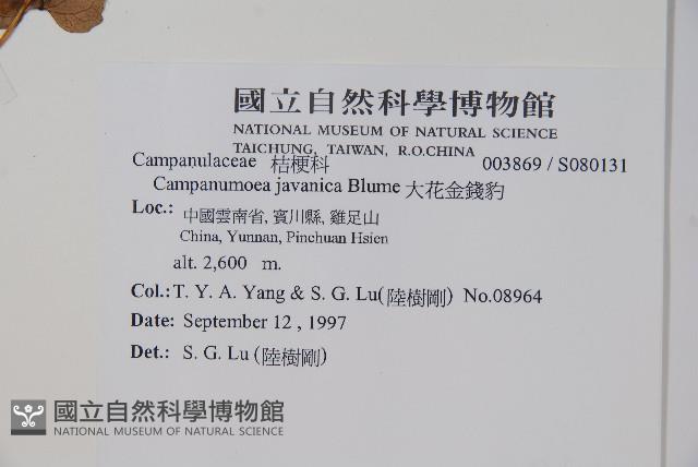 大花金錢豹藏品圖，第2張