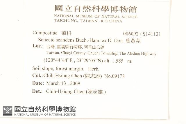 蔓黃菀藏品圖，第2張