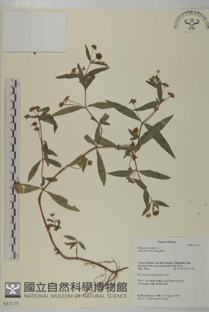 鱧腸藏品圖，第1張