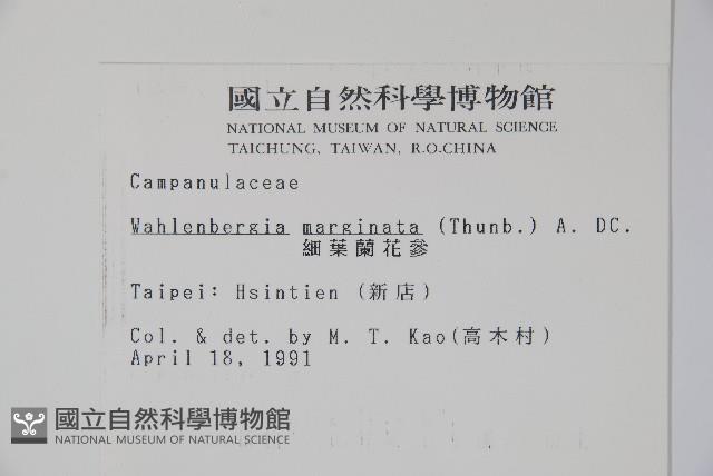 細葉蘭花參藏品圖，第2張