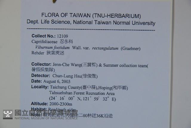 狹葉莢迷藏品圖，第2張