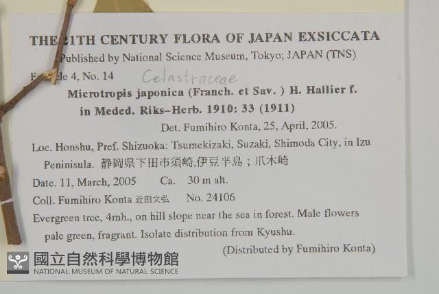 日本賽衛矛、日本假衛矛藏品圖，第2張