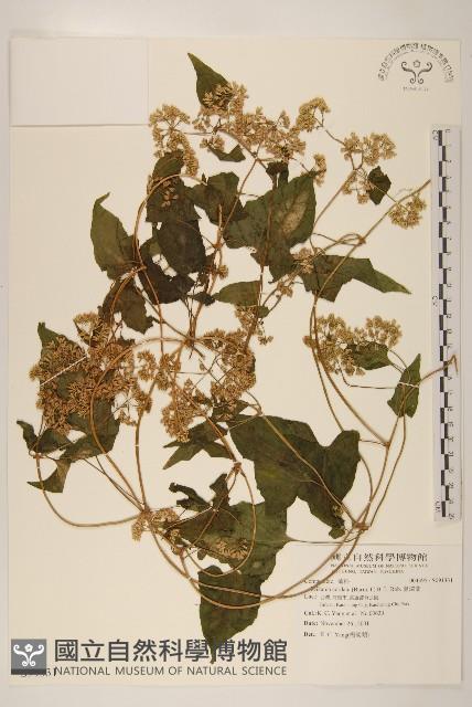 蔓澤蘭藏品圖，第1張