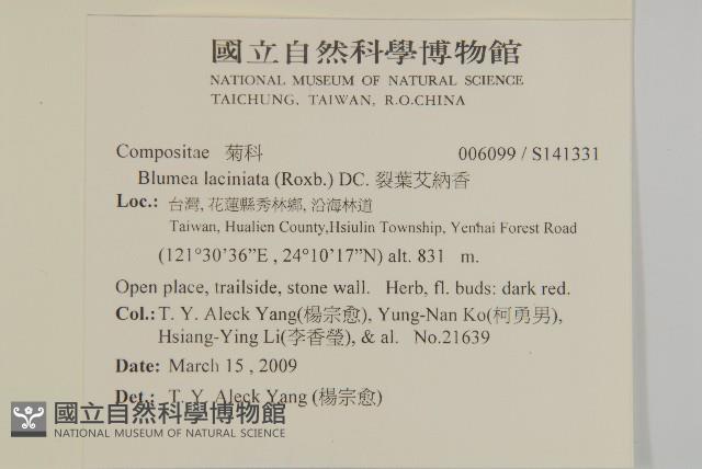 裂葉艾納香藏品圖，第2張