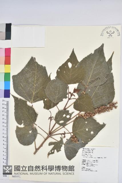 白匏子藏品圖，第1張