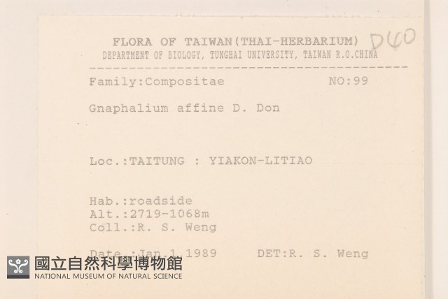 鼠麴草藏品圖，第2張