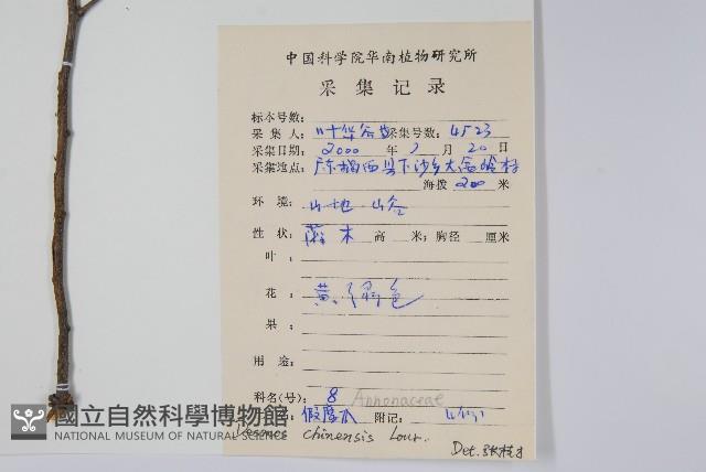 假鷹爪藏品圖，第2張