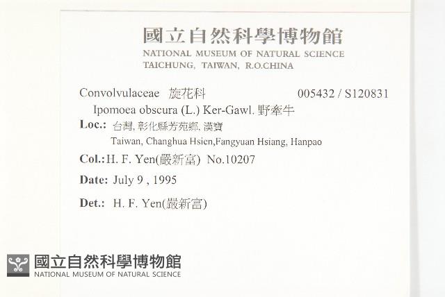 野牽牛藏品圖，第2張