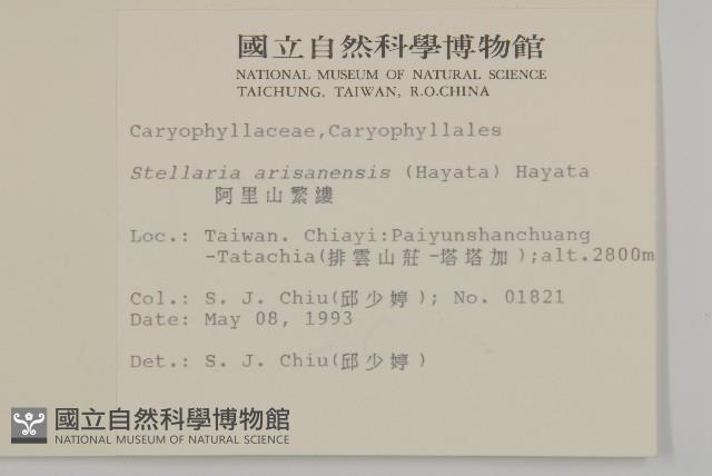 阿里山繁縷藏品圖，第2張