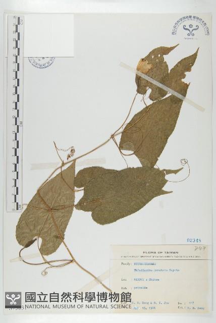 斑花青牛膽藏品圖，第1張