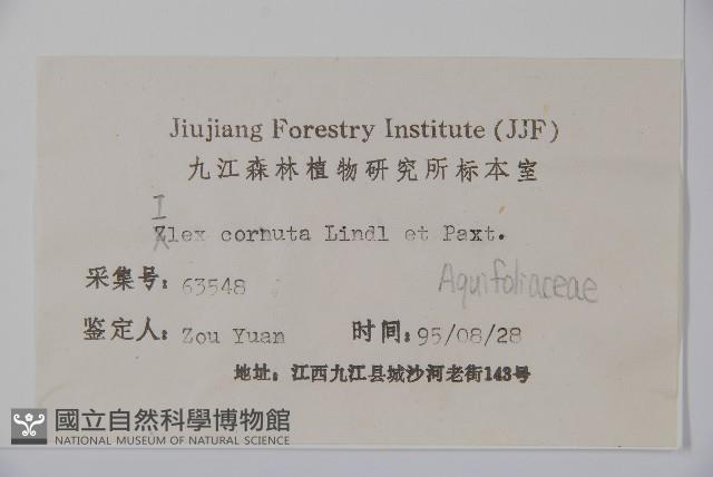 枸骨藏品圖，第2張