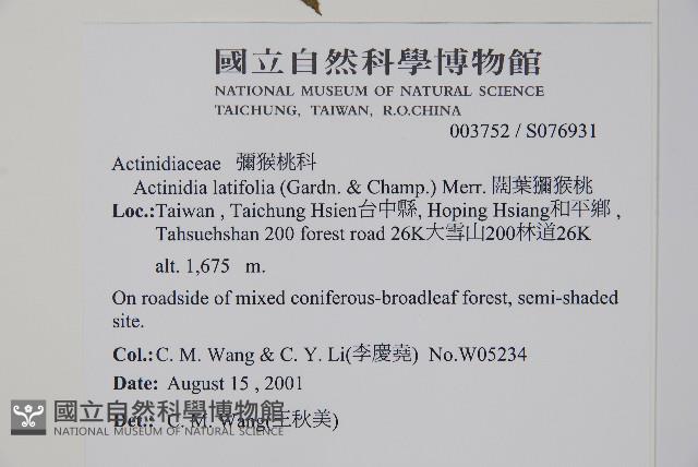 闊葉獼猴桃藏品圖，第2張