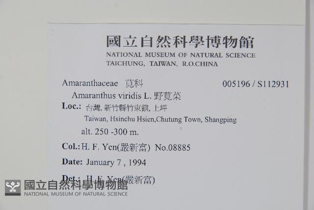 野莧菜藏品圖，第2張