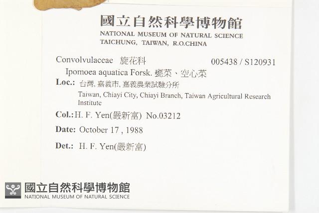 甕菜、空心菜藏品圖，第2張