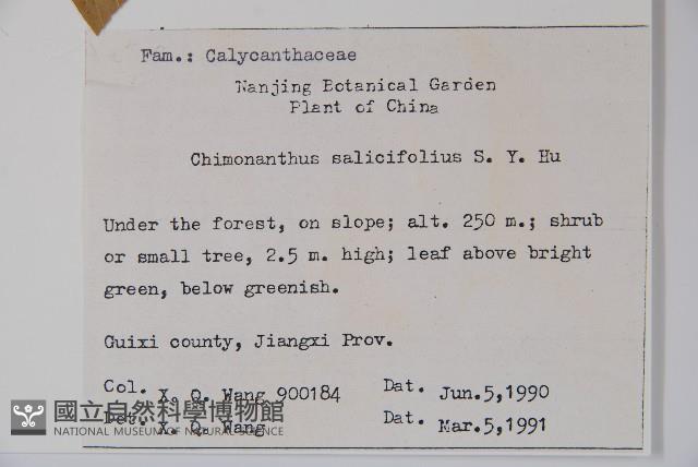 柳葉腊梅藏品圖，第2張