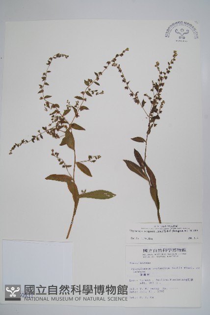 盾果草藏品圖，第1張
