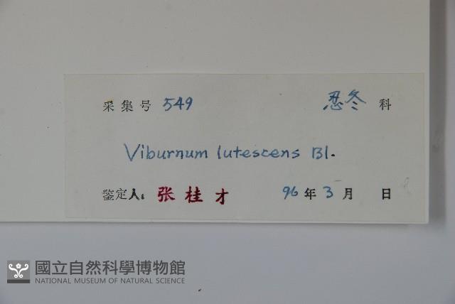 淡黃莢迷藏品圖，第2張