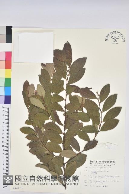 土密樹藏品圖，第1張