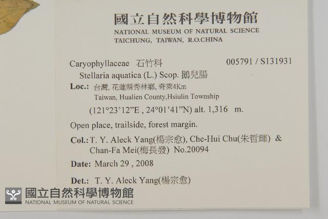 鵝兒腸藏品圖，第2張