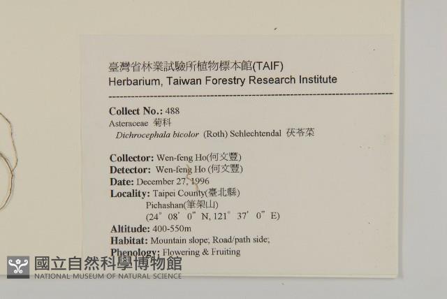 茯苓菜藏品圖，第2張