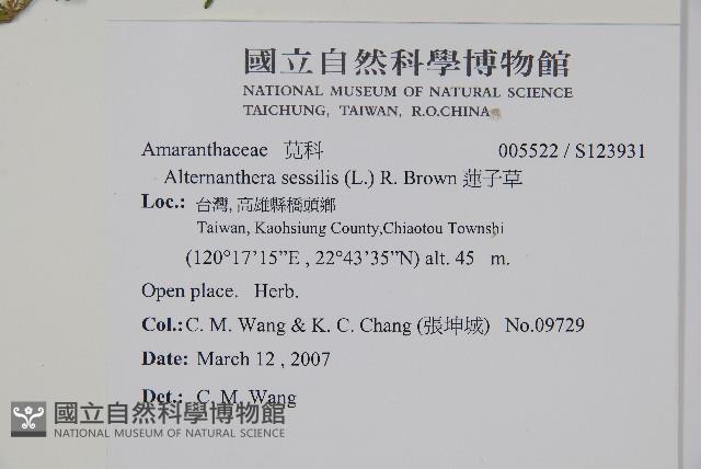 蓮子草藏品圖，第2張