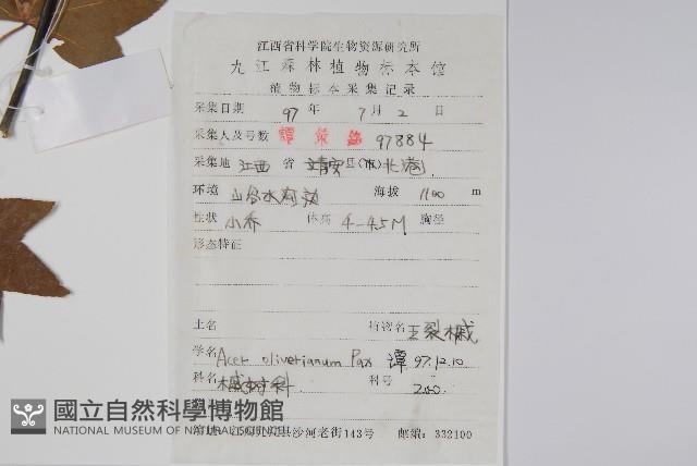 五裂槭藏品圖，第2張