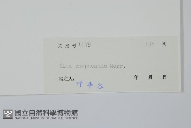 沙壩冬青藏品圖，第2張