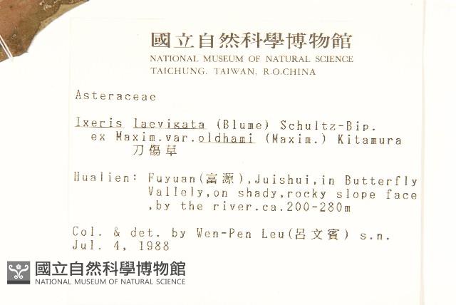 刀傷草藏品圖，第2張