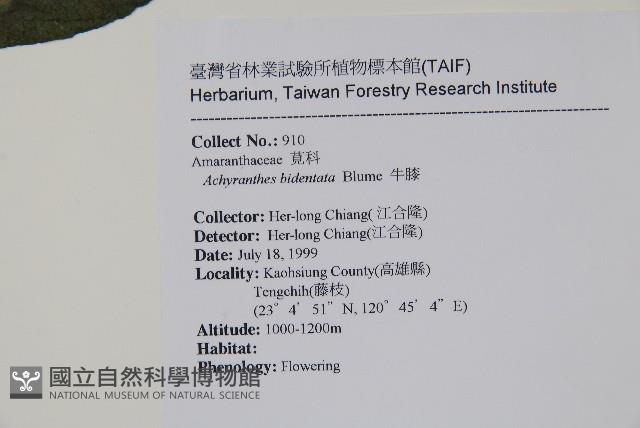 牛膝藏品圖，第2張