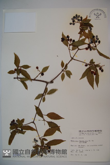 呂宋莢迷藏品圖，第1張