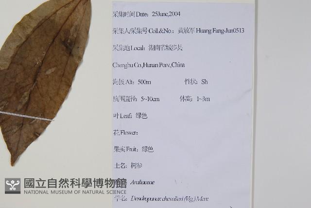 樹參藏品圖，第2張