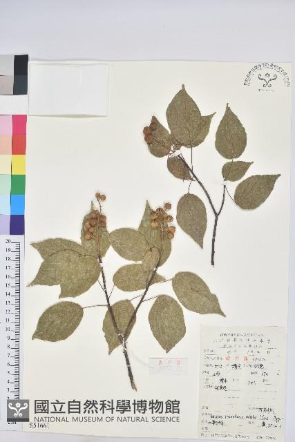 扛香藤藏品圖，第1張