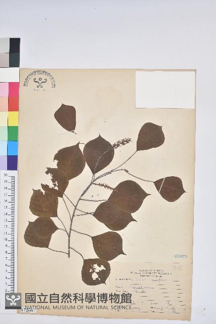 烏臼藏品圖，第1張