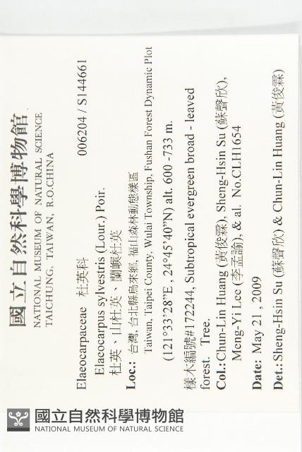 杜英、山杜英、蘭嶼杜英藏品圖，第2張