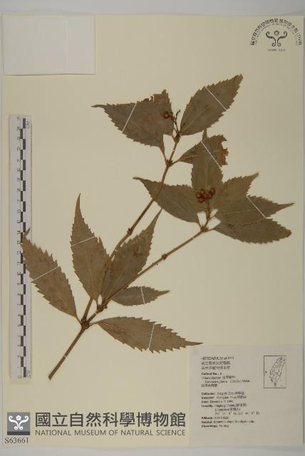 草珊瑚、紅果金粟蘭藏品圖，第1張