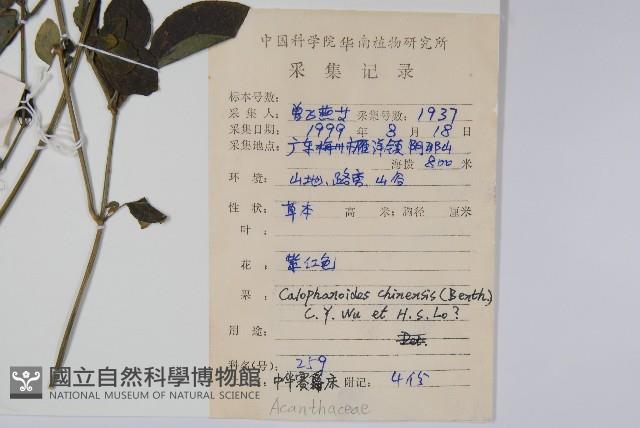 杜根藤藏品圖，第2張
