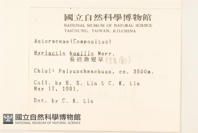 矮菊藏品圖，第2張