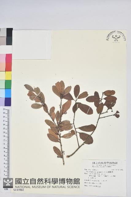 凹葉越橘藏品圖，第1張