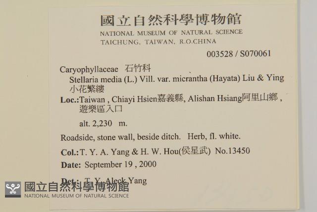 小花繁縷藏品圖，第2張