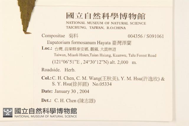 臺灣澤蘭藏品圖，第2張