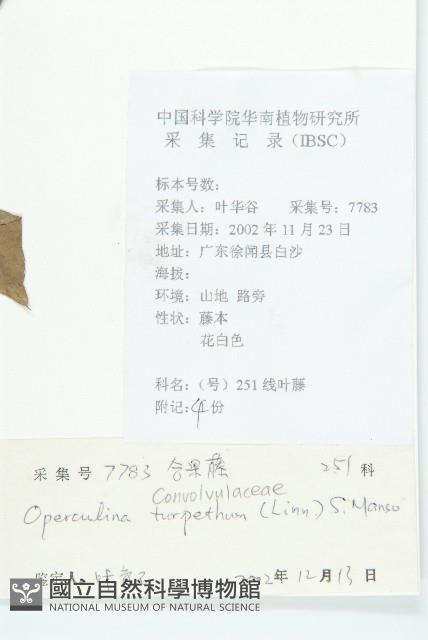 盒果藤藏品圖，第2張