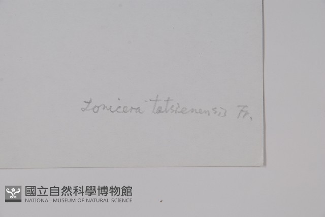 華西忍冬藏品圖，第2張