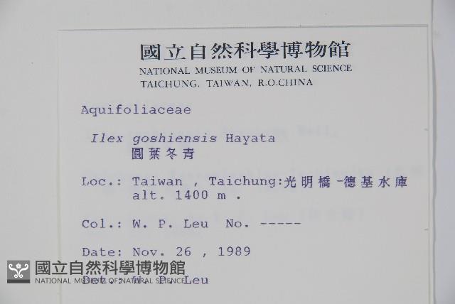 圓葉冬青藏品圖，第2張